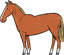 horse